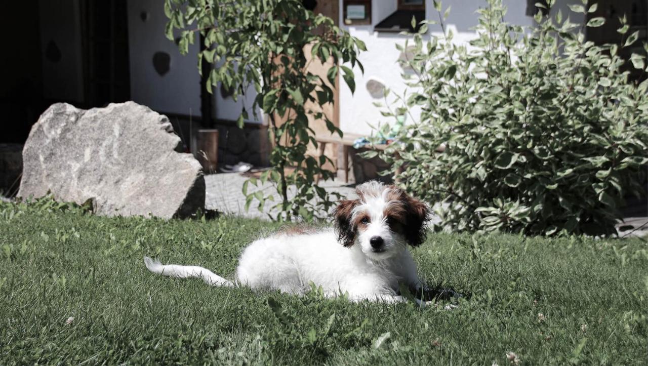 Inns Holz Ulrichsberg Kültér fotó
